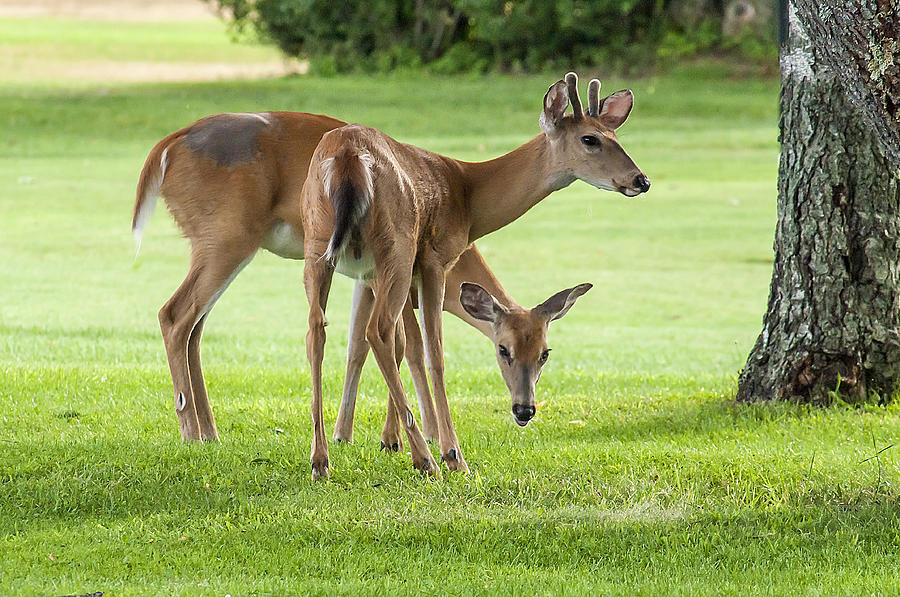 Double Deer Photograph by Cathy Kovarik
