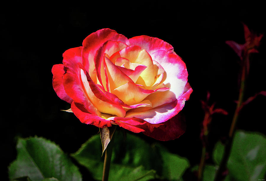 Double Delight Rose 004 Photograph by George Bostian