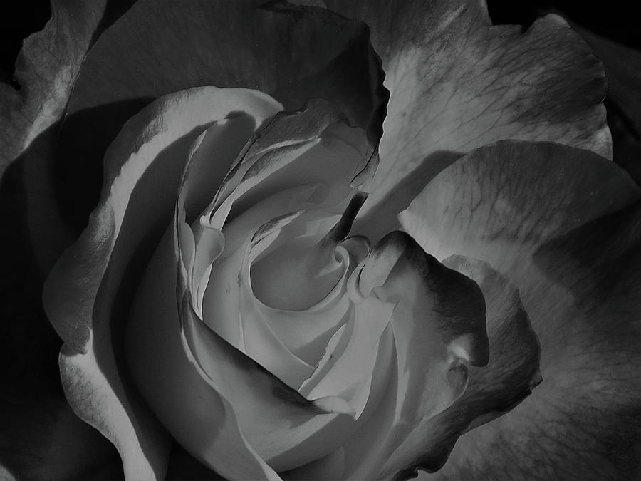 Double Delight Rose Black and White Photograph by Jerry Connally