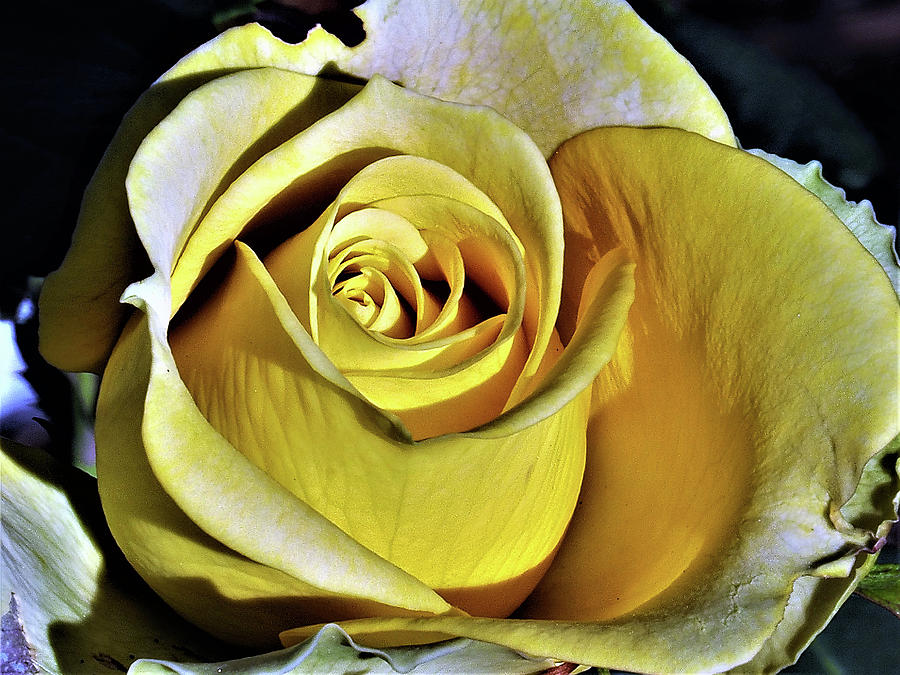 Double Delight Yellow Rose Photograph by Jerry Connally