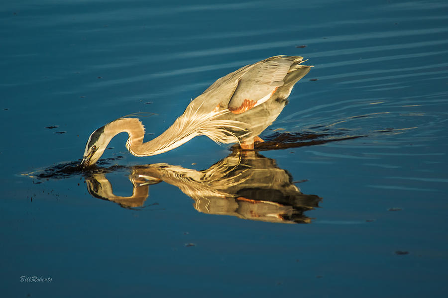 Bird Photograph - Double Dipper by Bill Roberts
