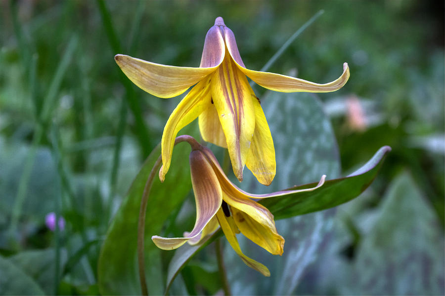 Double Dogtooth Violets Photograph By Frank Guemmer