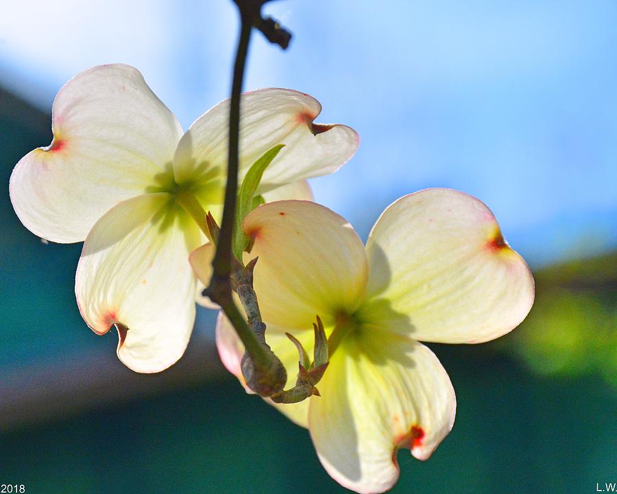 Double Dogwood Blossoms Photograph by Lisa Wooten