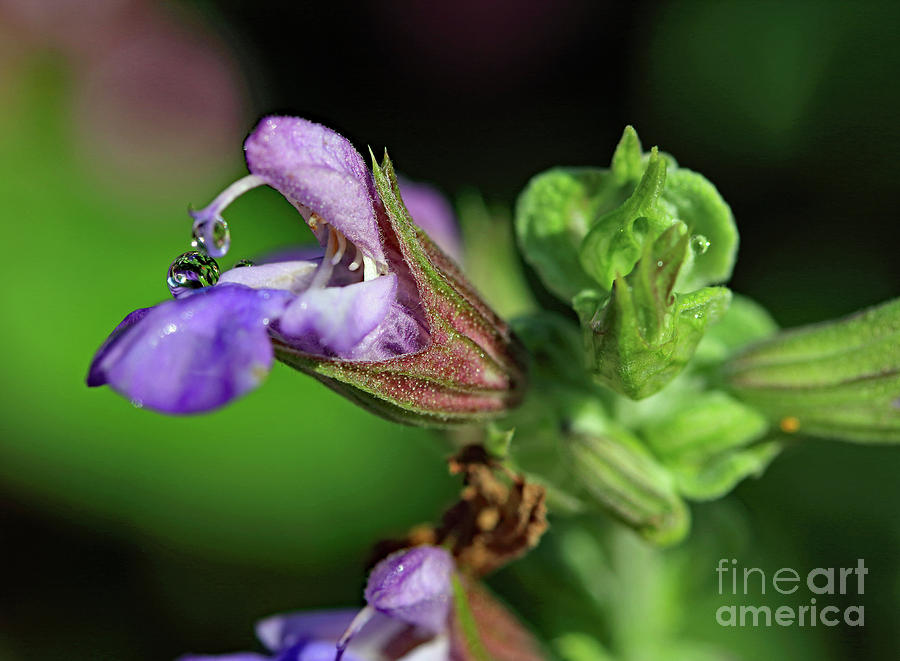 Double Droplet Photograph by Mary Haber