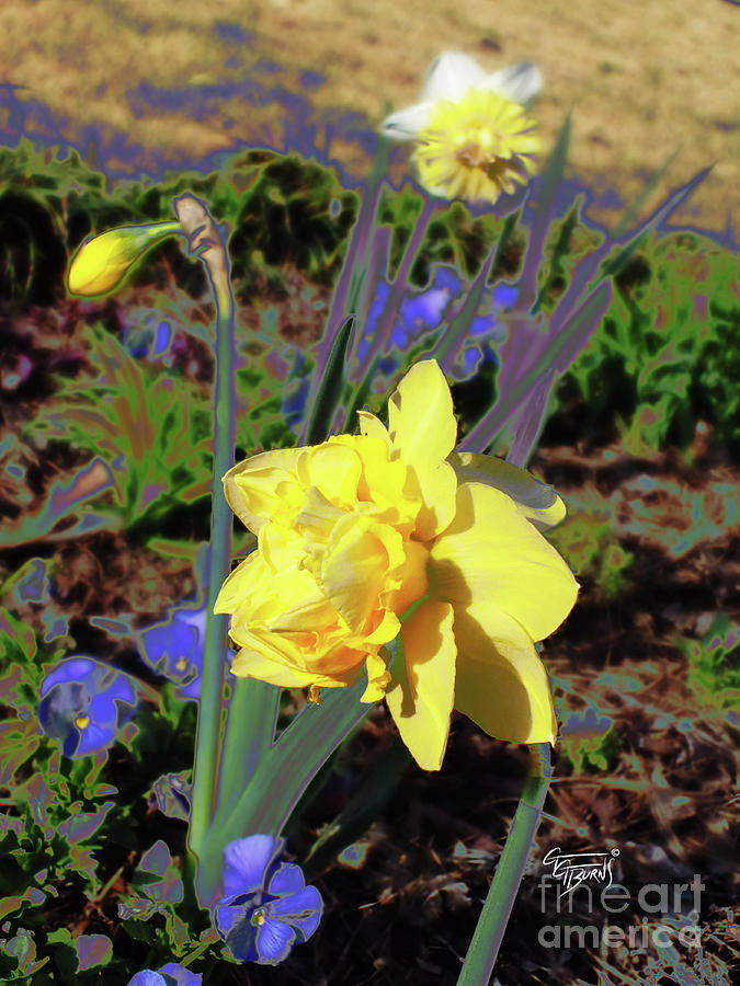 double duty daffodils 2 by GG Burns double duty daffodils 2 by GG Burns