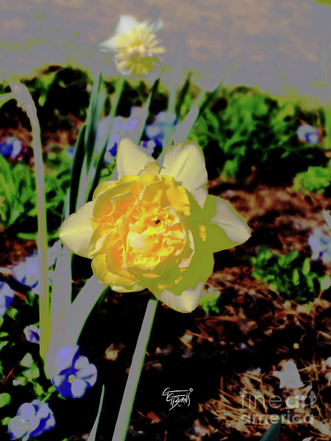 double duty daffodils by GG Burns double duty daffodils by GG Burns