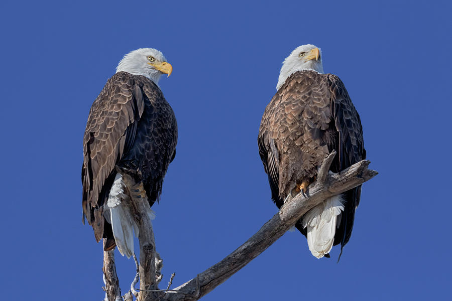 Double Eagle Photograph by Susan Rissi Tregoning