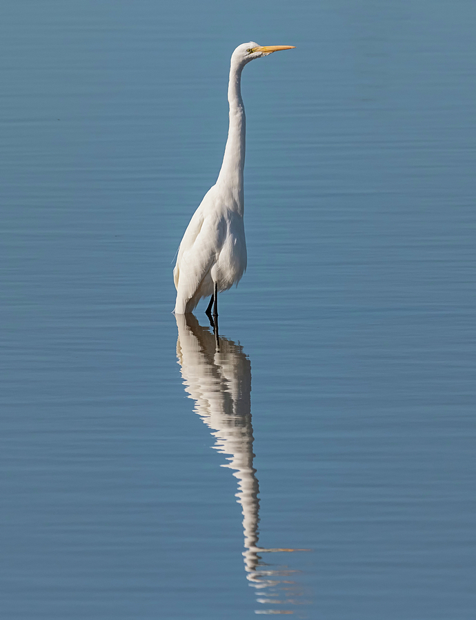 Double Egret Photograph by Loree Johnson