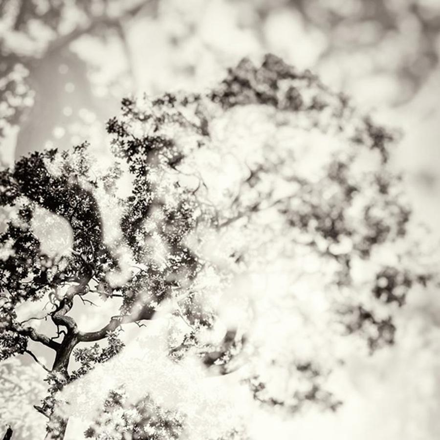 Instagrammers Photograph - Double Exposure Tree Abstract That by John Williams