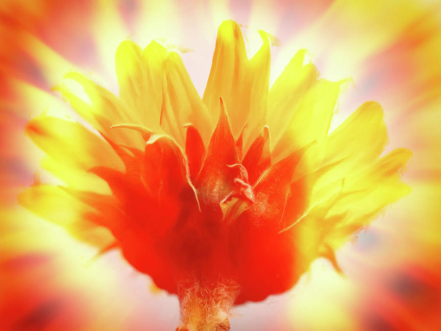 Sunflower Photograph - Double Exposure2 by Tom Druin