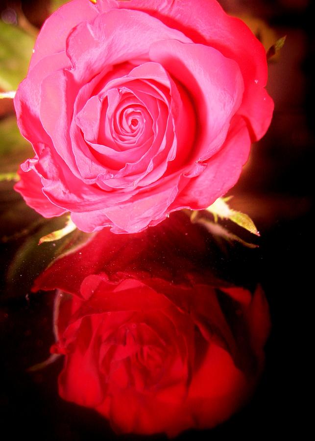 Double Fantasy - Rose Reflection Photograph by Susan Carella