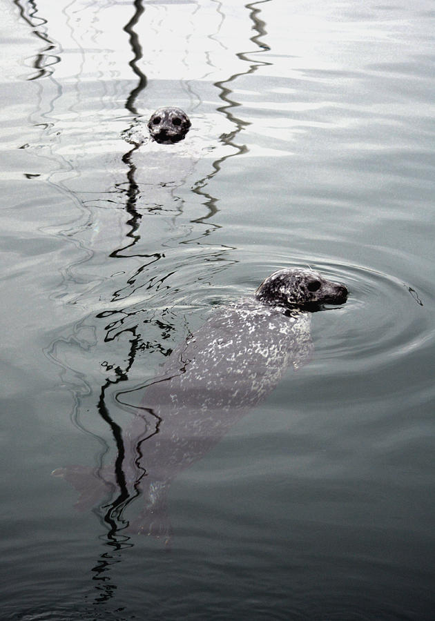 Double Feature Photograph By Richard Andrews - Fine Art America