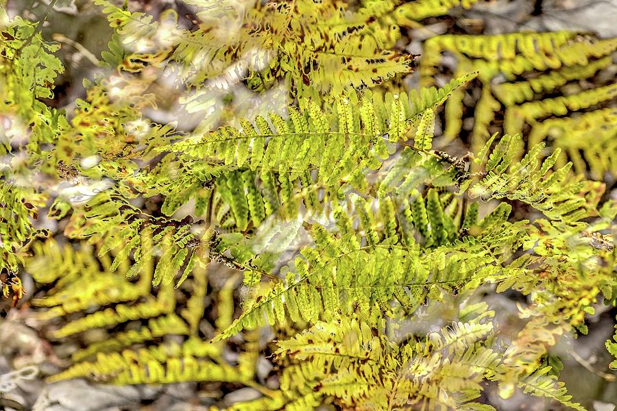 Double Ferns Photograph by Jerry Sodorff