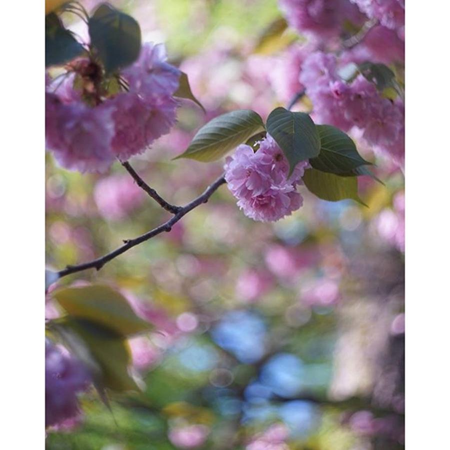 Spring Photograph - Double-flowered Cherry by Yuka Uemura