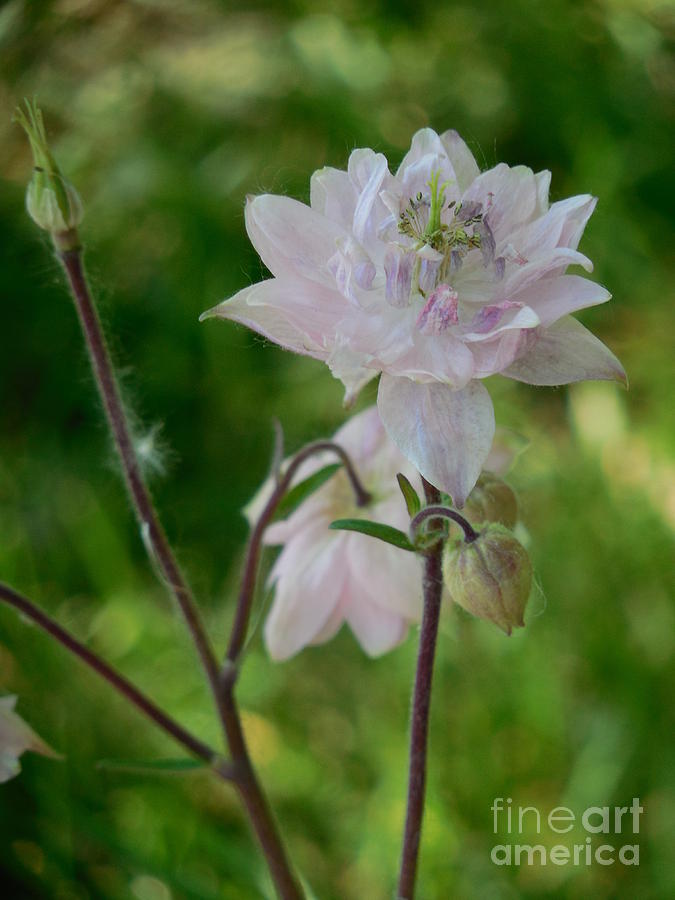 Double Flowered Pale Pink Columbine Vertical Photograph by Rowena ...