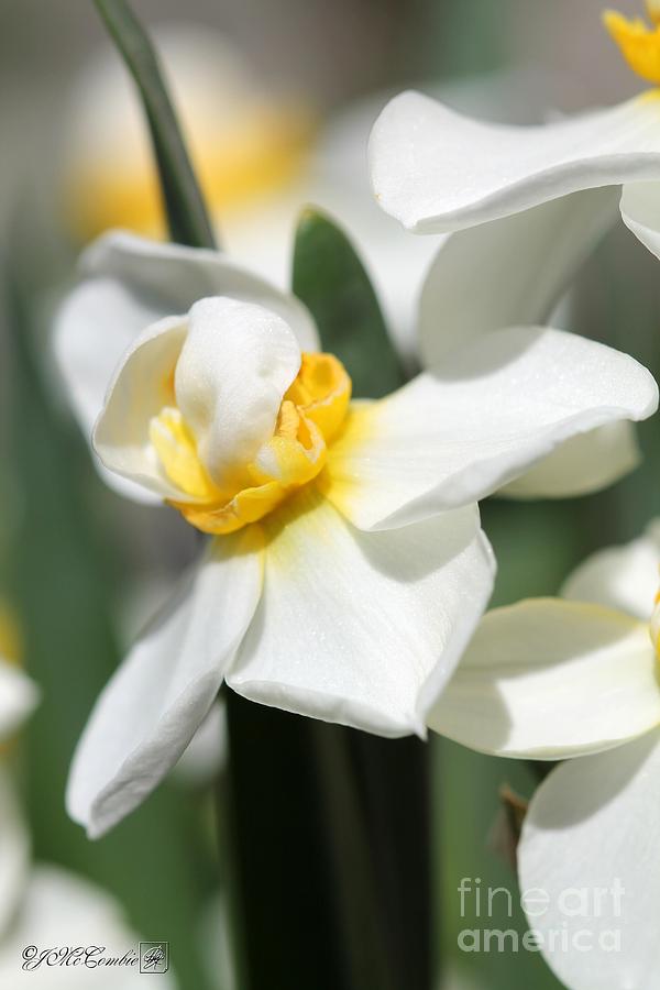 Double Gardenia Daffodil named Cheerfulness Photograph by J McCombie