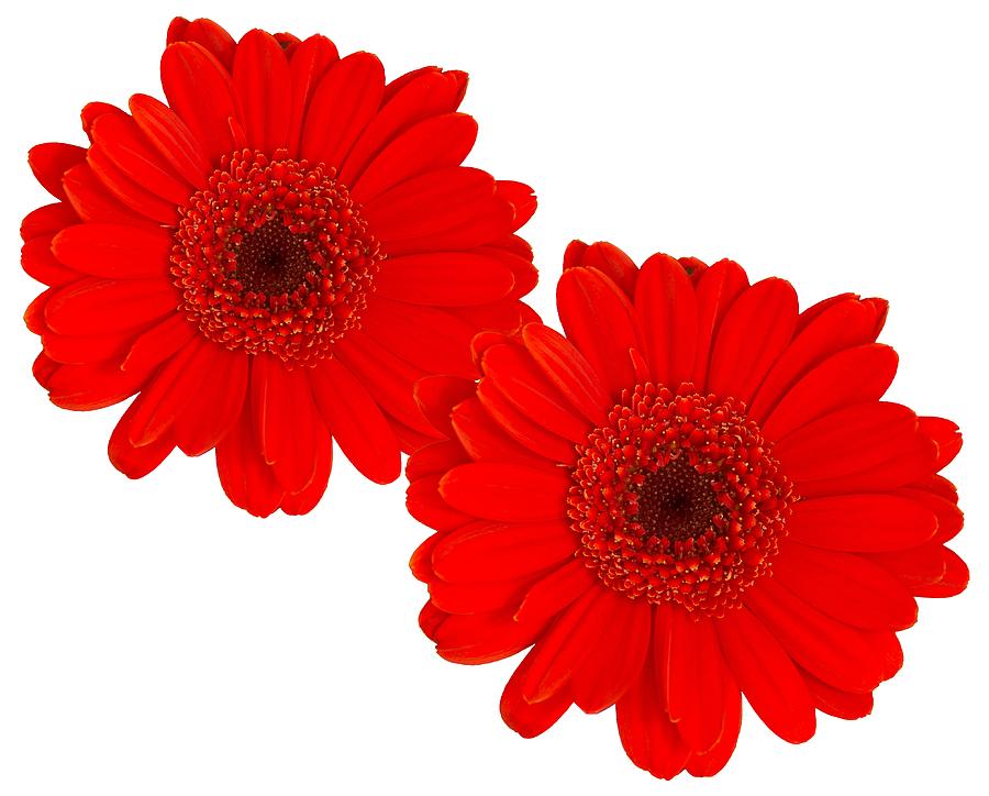 Double Gerbera Photograph by Scott Carruthers