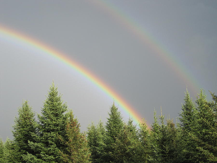 Double Glory Photograph by Lori Kulpinski | Fine Art America