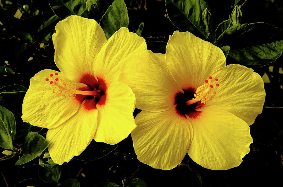 Double Hibiscus Photograph by Alan Hart