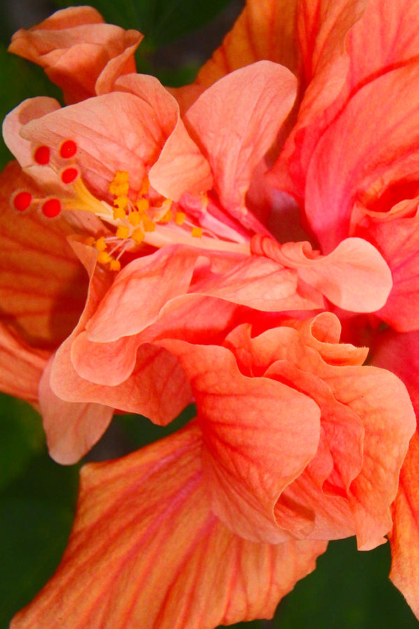Double Hibiscus Photograph by Judy Hall-Folde