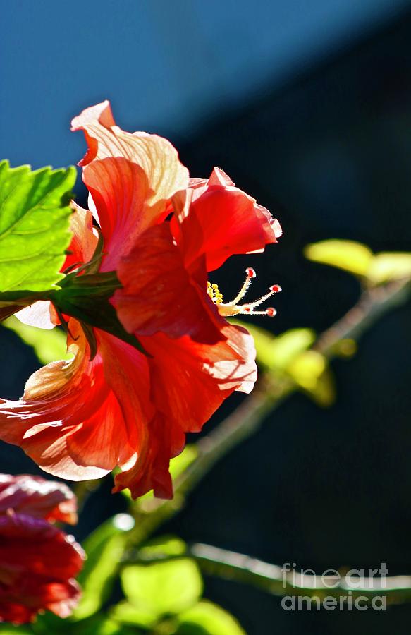 Double Hibiscus Profile Photograph by Craig Wood