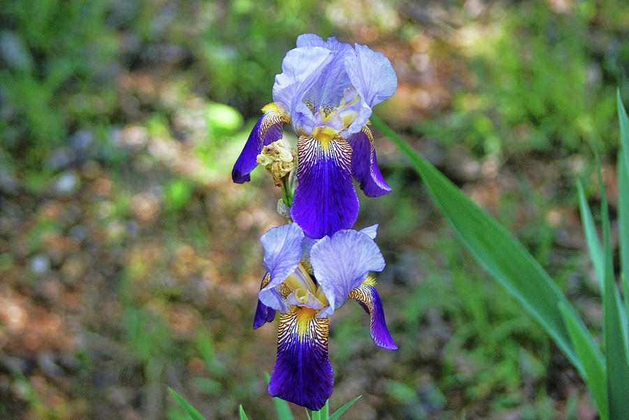 Double Iris by Rick Friedle Double Iris by Rick Friedle