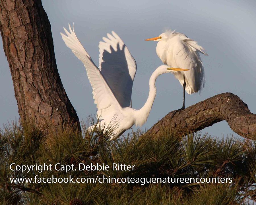 Great Egret Photograph - Double Jeopardy by Captain Debbie Ritter