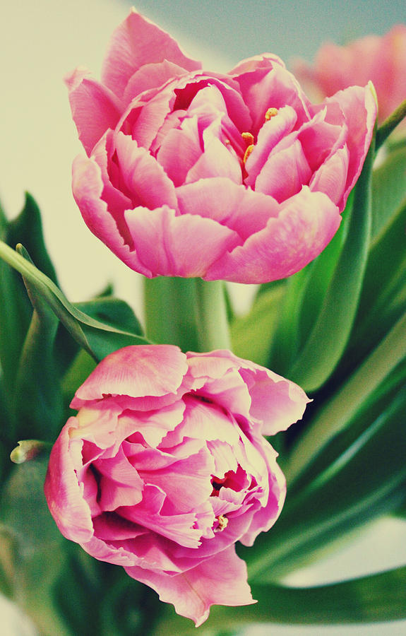 Tulip Photograph - Double Late Tulips by Cathie Tyler