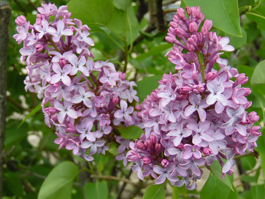 Double Lilac Photograph by Pamela Pursel - Pixels