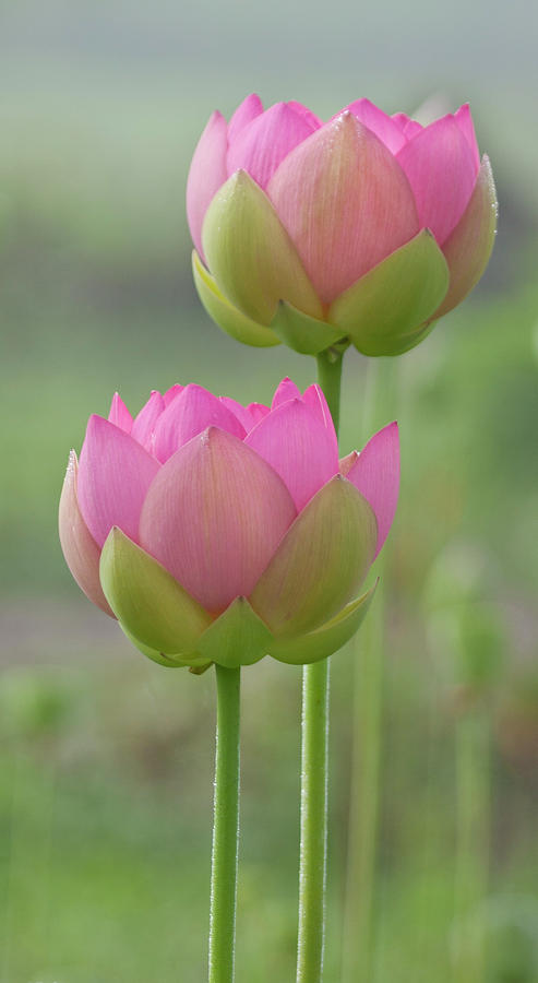 Double Lotus Photograph by Elvira Butler