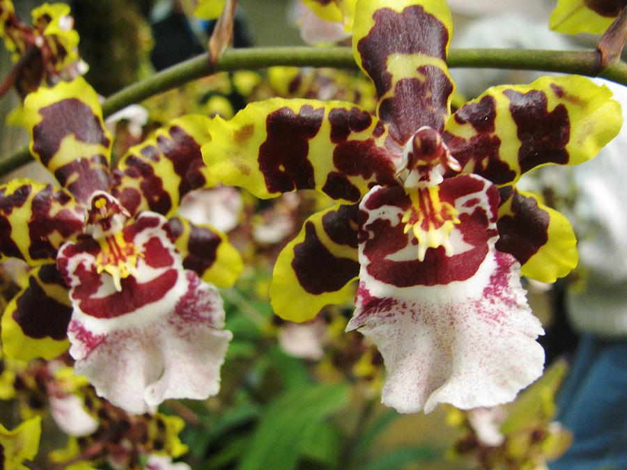 Double Odontoglossum Orchid Photograph by Alfred Ng