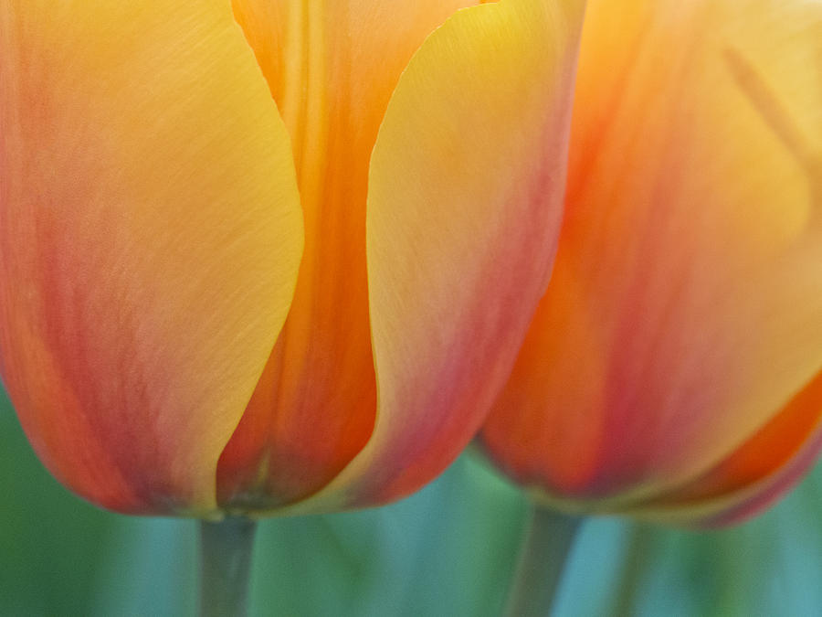 Double Orange Photograph by Eggers Photography