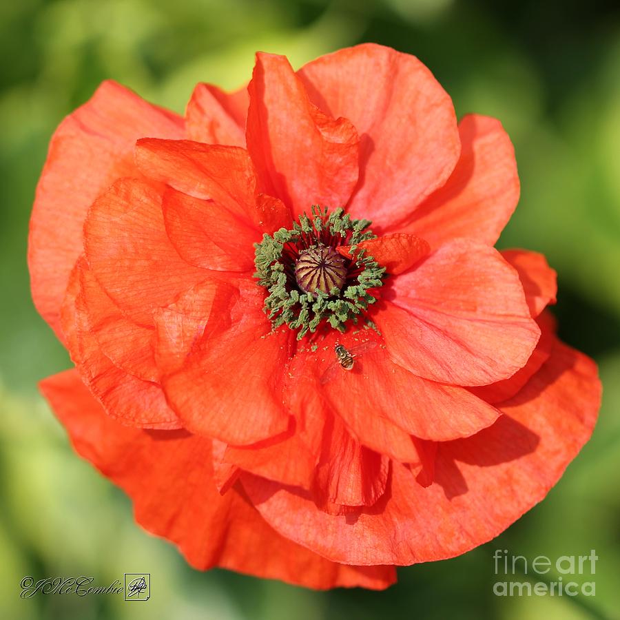 Double Orange Poppy from the Angels Choir Mix Photograph by J McCombie