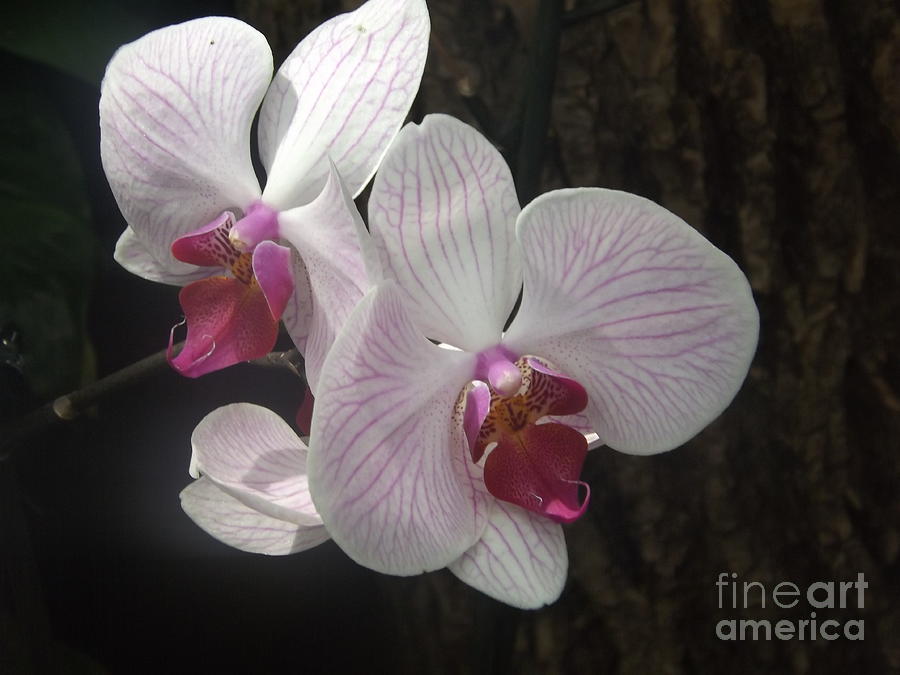 Double Orchid Fantasy Photograph by Lingfai Leung