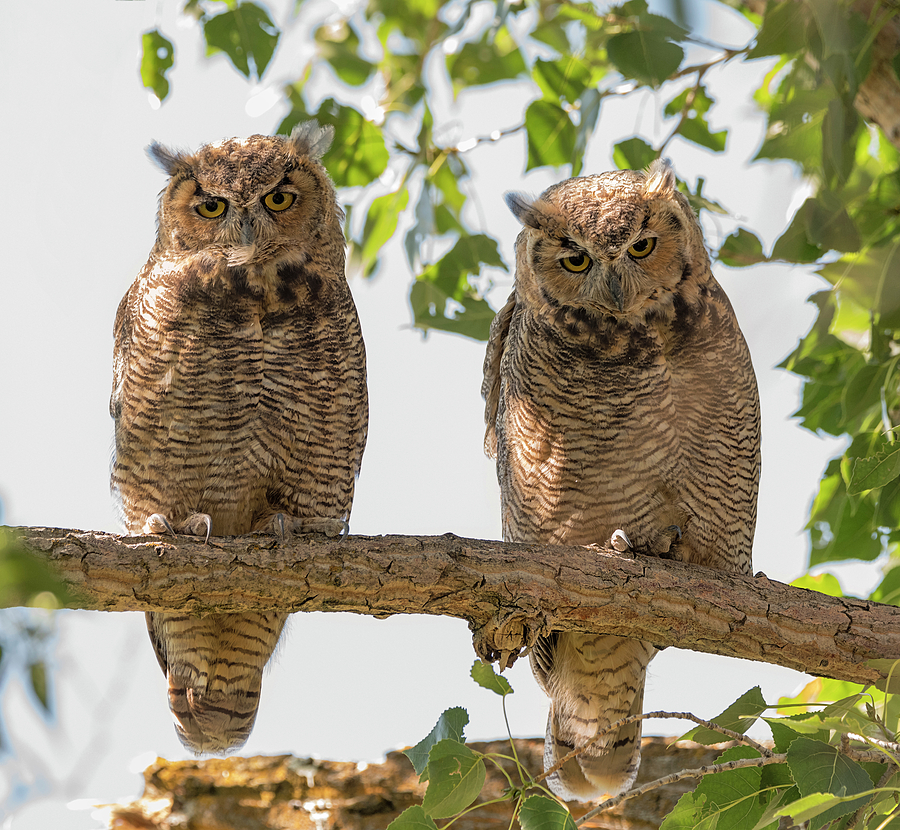 Double Owl Bonus Photograph by Loree Johnson