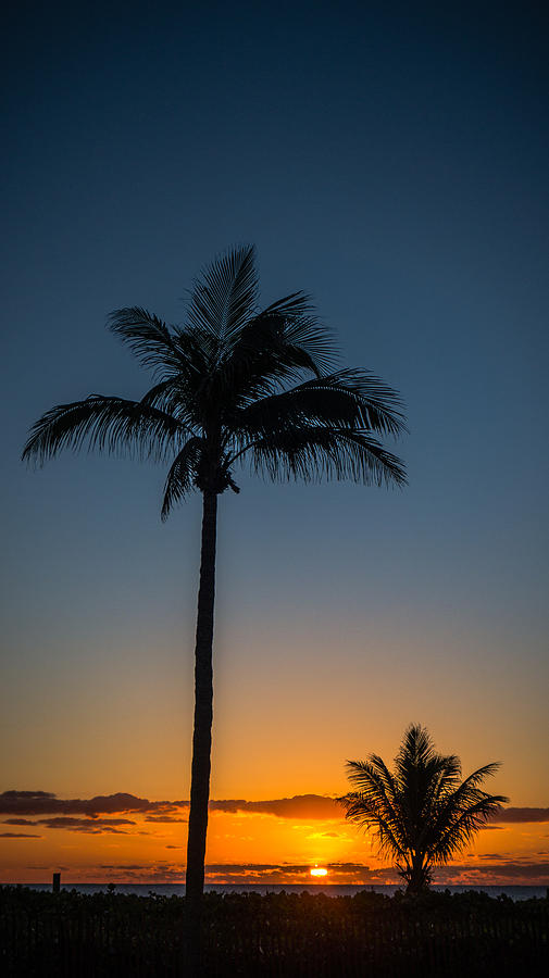 Double Palm Sunrise Delray Beach Photograph by Lawrence S Richardson Jr