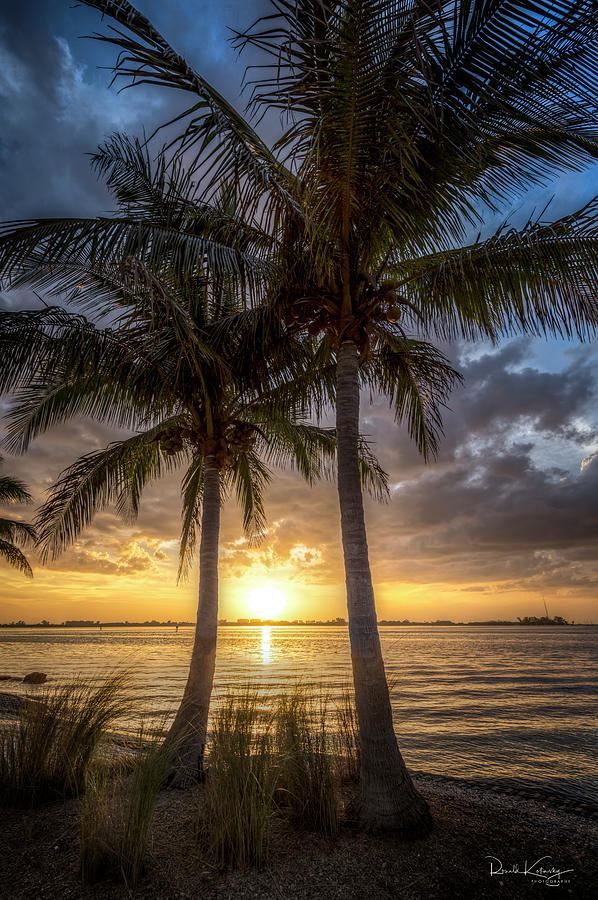 Double Palms Delight Photograph by Ronald Kotinsky - Fine Art America