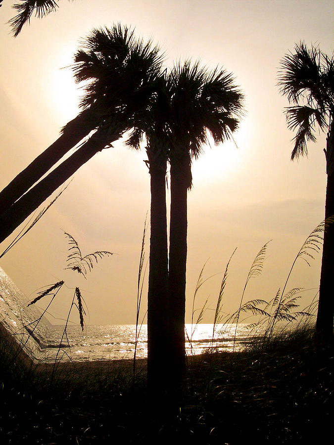 Double Palms Photograph by Trish Tritz