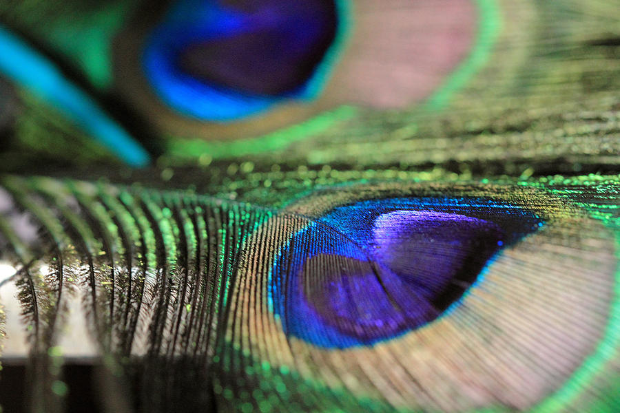 Double Peacock Feather Photograph by Angela Murdock