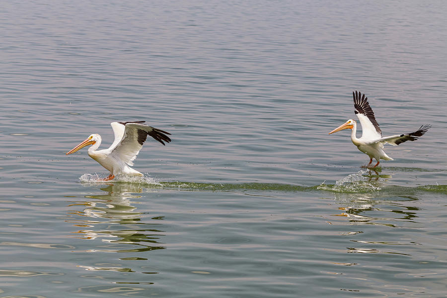 Double Pelican Splash Down Photograph by James BO Insogna