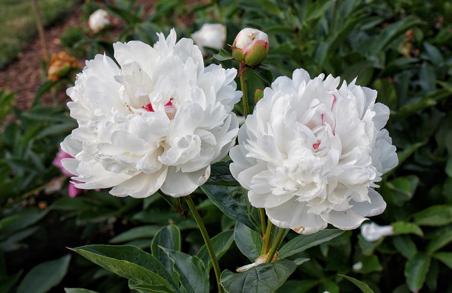 Double Peonies Photograph by Chris Berrier