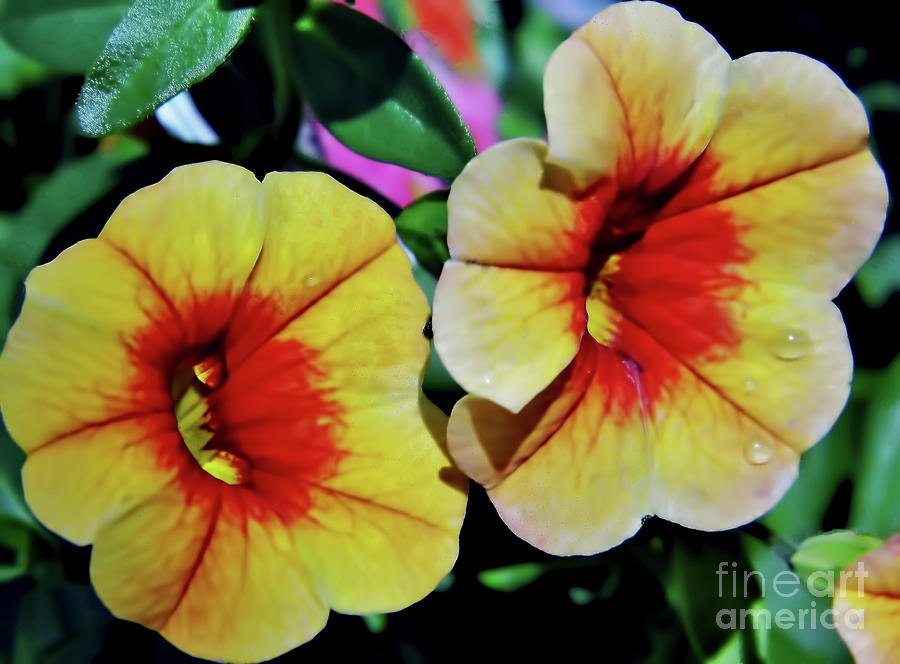 Double Petunias Photograph by D Hackett