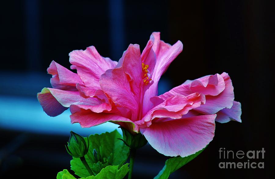 Double Pink Hibiscus Photograph by Craig Wood