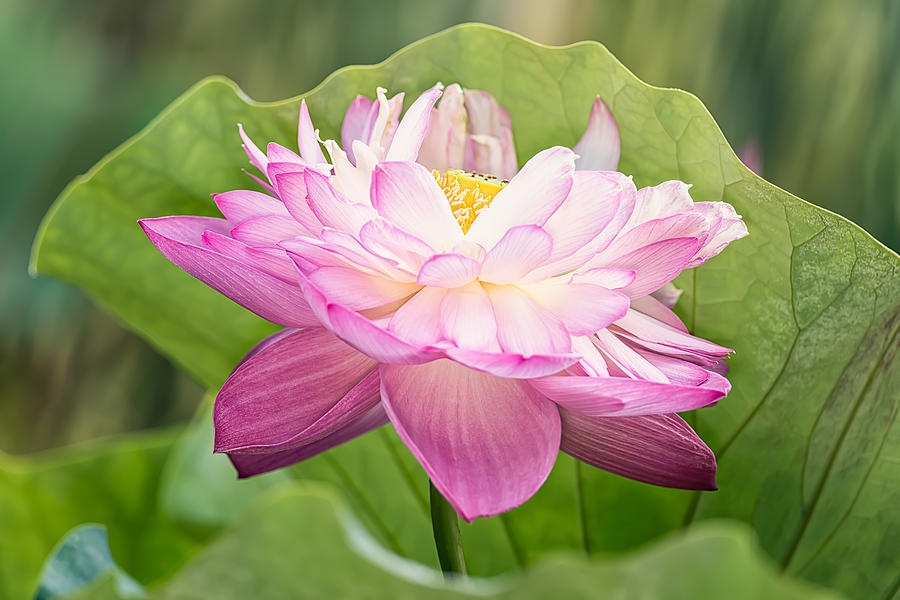 Lotus Photograph - Double Pink by Jeff Abrahamson