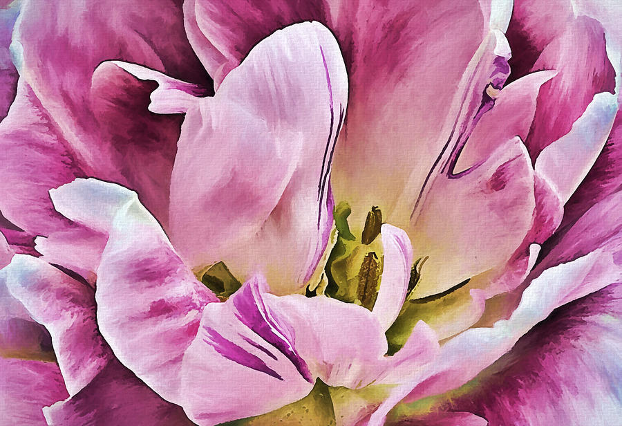 Double Pink Tulip Photograph by Marcia Colelli | Fine Art America