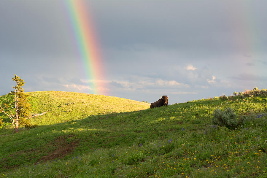 Double Rainbow And A Bison Photograph