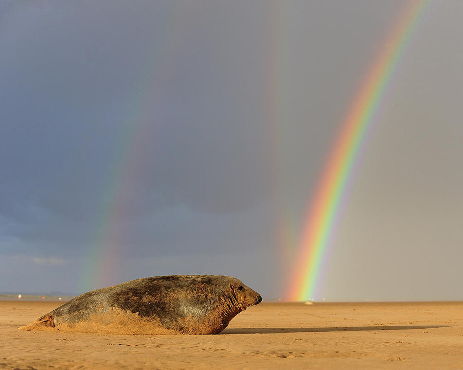 Double Photograph - Double Rainbow and Seal by Phillips and Phillips Double Photograph - Double Rainbow and Seal by Phillips and Phillips