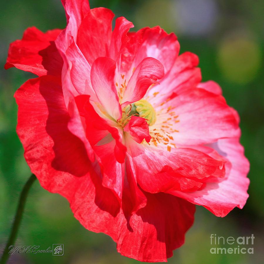 Double Red and White Poppy from the Garden Gnome Mix Photograph by J McCombie