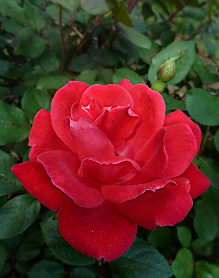 Rose Photograph - Red Rose by William Tanneberger Rose Photograph - Red Rose by William Tanneberger
