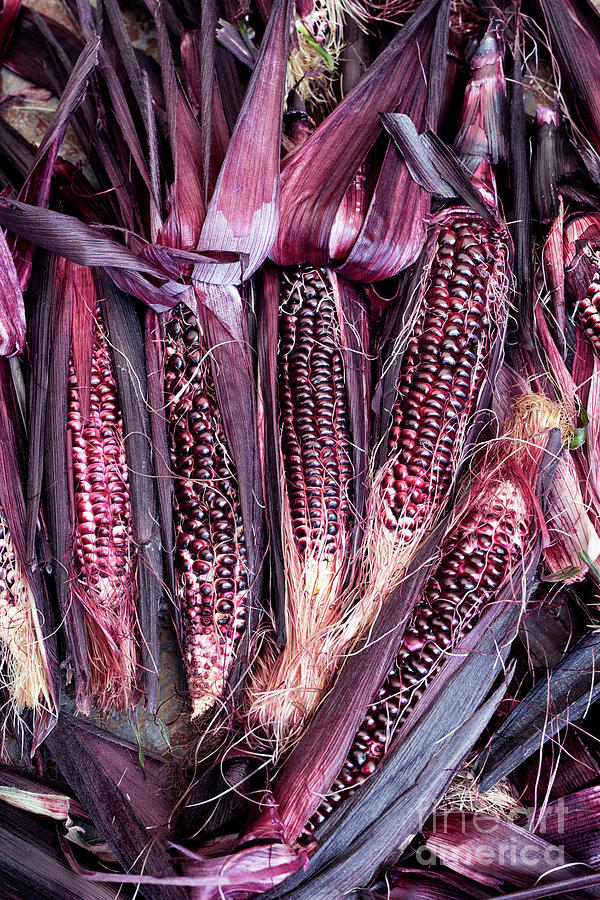 Vegetable Photograph - Double Red Sweetcorn by Tim Gainey